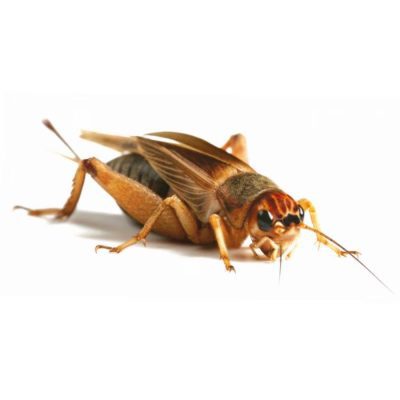 Silent Crickets - Livefood - HugglePets