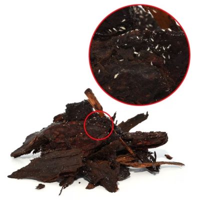 Springtails 80g Tub - HugglePets