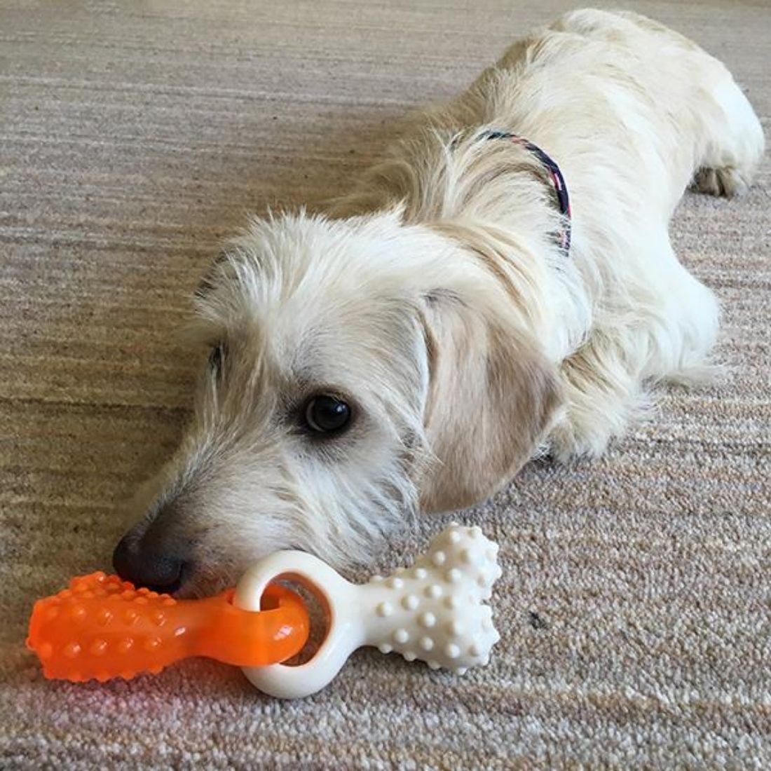 Rosewood Tough Duo Dental Tug Puppy Bone - HugglePets