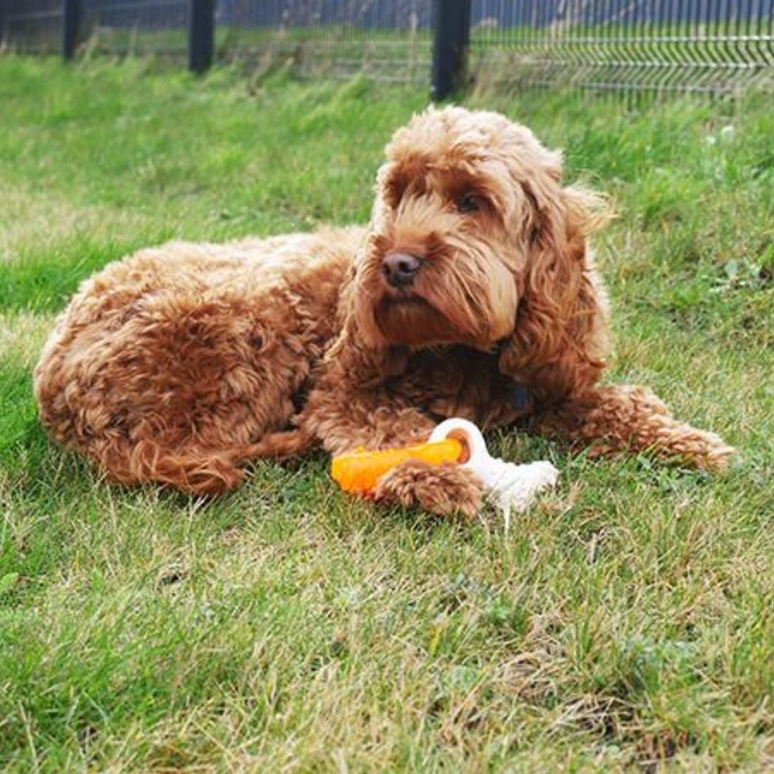 Rosewood Tough Duo Dental Tug Puppy Bone - HugglePets